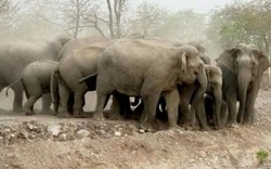 Đắk Lắk: Đàn voi rừng hàng chục con phá nát rẫy người dân