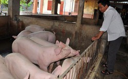 Trung Quốc ngừng thu mua: Lợn “siêu trọng” không lối thoát
