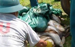 Cá lồng trên sông Bưởi tiếp tục chết, tiêu hủy gần nửa tấn cá
