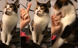 Mèo hiền nổi đóa tấn công chủ vì bị chỉ "ngón tay thối"