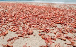 Trăm ngàn cua chết phủ đỏ bờ biển Mỹ