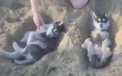 Úc: Chó Husky nằm ngửa phơi nắng ở bờ biển gây sốt