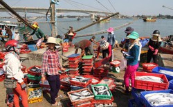Vụ cá chết: Quảng Trị hỗ trợ khẩn cấp cho ngư dân