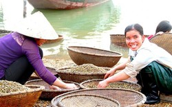 Làng hến 300 năm bên bờ sông La