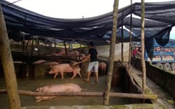 Sợ “lợn bệt”, dân không dám ăn