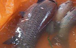 Cần thủ Hà Nội câu được cá trắm “khủng” dài 1,3m