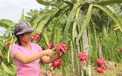 Trái cây Thái tràn thị trường Việt: Kiến nghị tăng tần suất kiểm tra