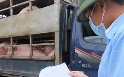 Xuất khẩu tiểu ngạch lợn sang Trung Quốc: Nơm nớp lo!