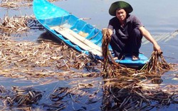 Lục bình chết héo, nhà nông “chết đứng”