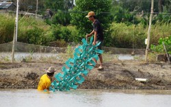 Vỡ mộng vì tôm