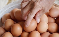 Một xã mỗi ngày xuất bán 10 vạn quả trứng gà VietGAP