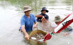 Xây dựng chuỗi giá trị tôm bền vững