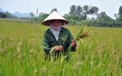 Lúa bạc trắng bông bất thường: “Sẽ hỗ trợ thỏa đáng cho nông dân”