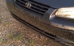 Video: Hàng triệu con ruồi bâu kín ô tô ở Mỹ