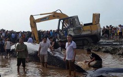 Dùng máy xúc cứu cá voi khổng lồ mắc cạn ở biển Nghệ An