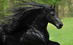 Chú ngựa đẹp trai nhất thế giới khiến dân mạng phát sốt