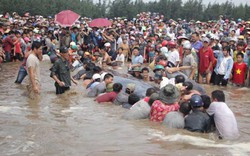 Cận cảnh cuộc giải cứu cá voi 12 tấn ở Nghệ An