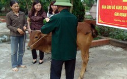 Hà Nam: Bàn giao bò sinh sản cho hội viên nghèo