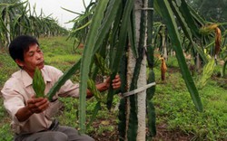 Lập Thạch lập “kỳ tích” thanh long