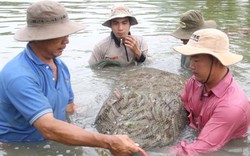 Cải thiện môi trường sản xuất tôm bền vững