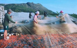 Tình yêu biển, đảo qua ống kính người làm báo