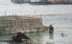 Quảng Ngãi: Dân đổ xô sắm bè ra biển lấy cát trồng tỏi, hành