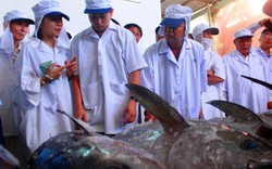 Bình Định: Ngư dân đánh bắt cá ngừ bằng công nghệ Nhật Bản
