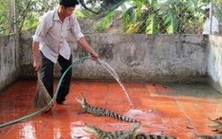 Nghề buôn "quái vật đường sông" đang bị lỗ nặng