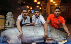 “Tứ quý” cá khủng đồng loạt "bơi" về Sài Gòn