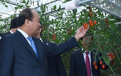 Thủ tướng Nguyễn Xuân Phúc thăm nông trại công nghệ cao ở Nhật Bản