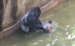 Mỹ: Khỉ đột 2 tạ kéo tuột bé 3 tuổi vào chuồng