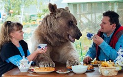 Gia đình Nga sống cùng chú gấu "đô vật" 140kg, cao 2,1m