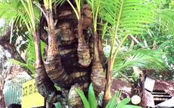 "Bóc màn bí mật" về cây dừa lạ có đến 38 đọt