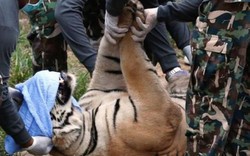 Ngôi chùa nuôi 137 con hổ dữ ở Thái Lan