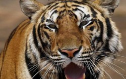 Thái Lan di dời gần 140 con hổ ở ngôi đền thiêng nổi tiếng