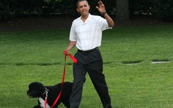 Chó cưng của Obama có lịch trình bận rộn như chủ