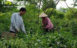 Làm VietGAP để vực dậy ngành chè