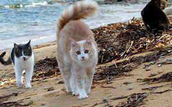 Ghé thăm hòn đảo có số mèo đông gấp 10 lần người