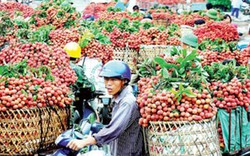 200 thương lái Trung Quốc vào Bắc Giang giám sát thu mua vải thiều