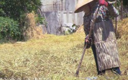 Muôn kiểu chống nóng trong mùa gặt của nông dân Hà Tĩnh