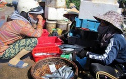 Quảng Trị: Người dân ăn hải sản trở lại