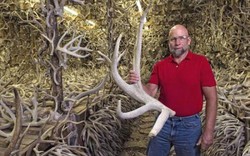 Ngôi nhà kỳ lạ chứa bộ sưu tập 15.000 sừng hươu