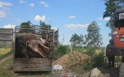 Phát hiện xe tải chở 5 con bò chết bốc mùi hôi thối đi tiêu thụ