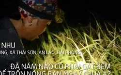 Clip: Tránh nắng nóng, nông dân gặt lúa lúc 3h sáng