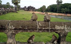 Ngộ nghĩnh những chú khỉ trong đền Angkor Wat