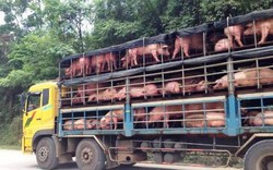 Lợn xuất khẩu chết bị vứt ven đường bốc mùi nồng nặc