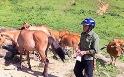 Triệu phú nuôi ngựa, bò ở bản Mông