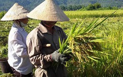 Lúa thơm Japonica ở miền Tây Nghệ An đắt khách