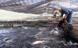 Đăk Lăk: Đàn cá tầm nuôi giảm gần 50.000 con