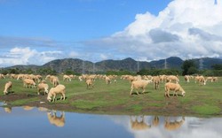 10 điểm đến níu chân du khách ở Phan Rang